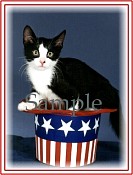 CATN01.jpg